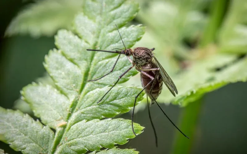 Close-up image of a mosquito perched on a green leaf, showcasing insect detail and texture.