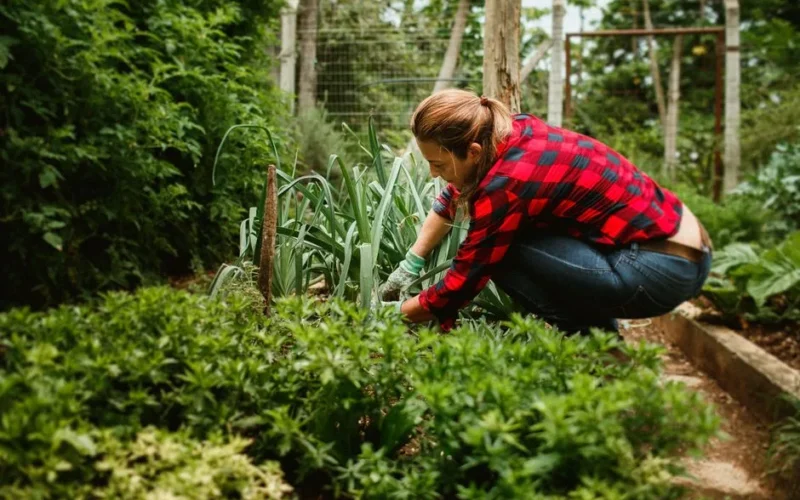 Woman tending plants in a vibrant summer garden, wearing gardening gloves.