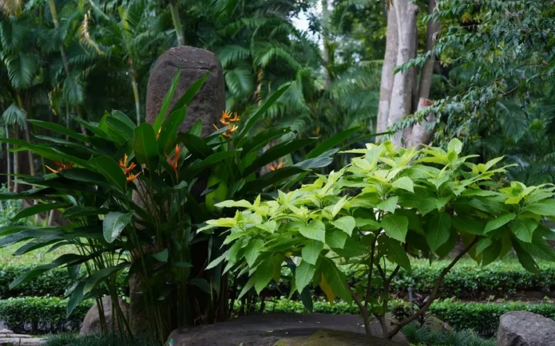 Peaceful garden scene featuring lush tropical plants and a stone monument.