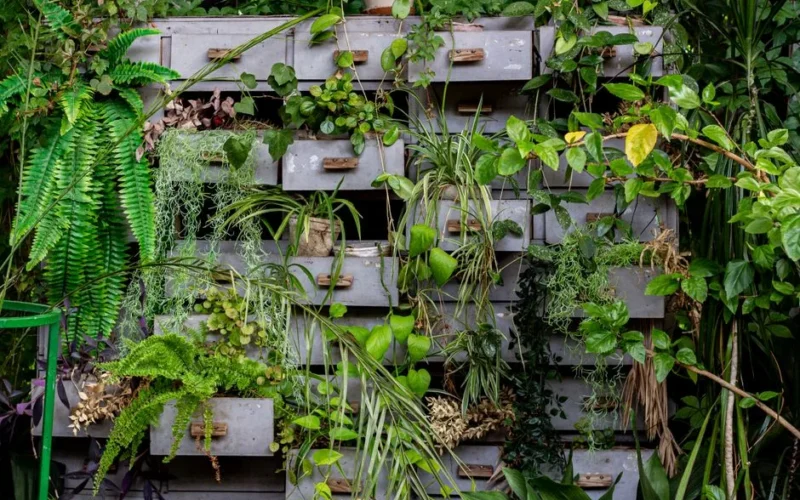 A creative vertical garden with various plants and ferns growing from old wooden drawers.