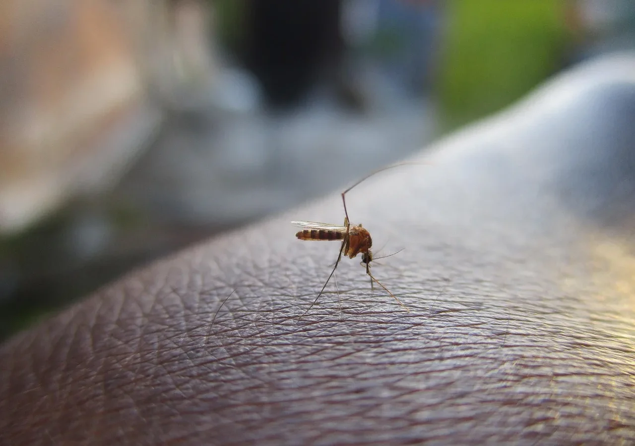 7 domowych trików na pozbycie się much i komarów bez chemii