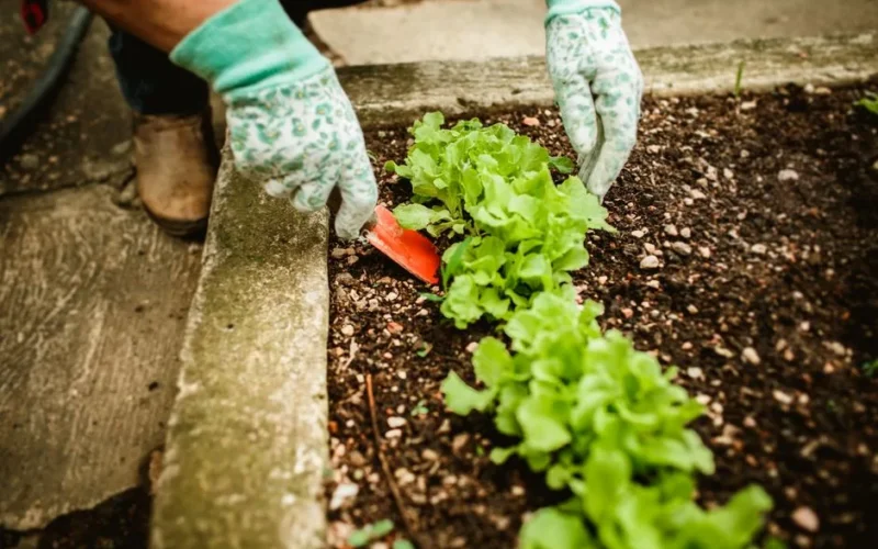 A gardener wearing gloves tending to lettuce plants in an outdoor garden bed.