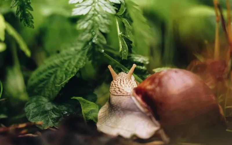 Macro photograph of a snail in a verdant garden setting, showcasing lush leaves.