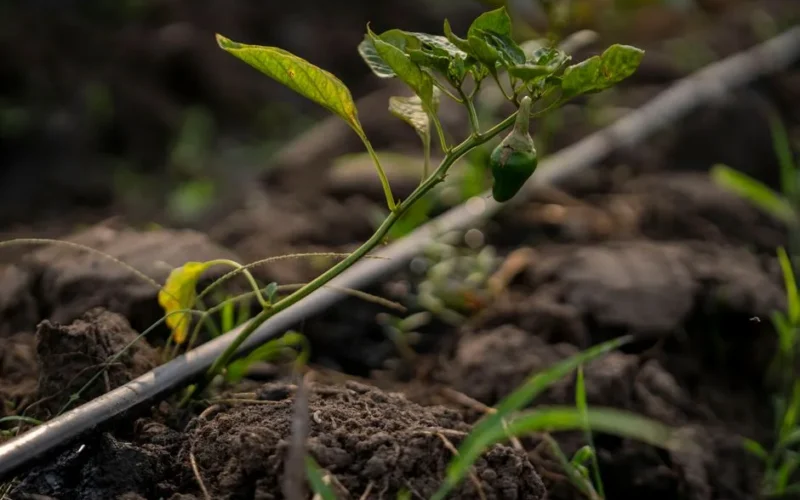 Close-up of a pepper plant with drip irrigation in a field, highlighting growth.
