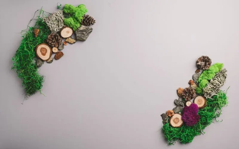Overhead of dry decor of green moss and tree stumps near pine cones and bark