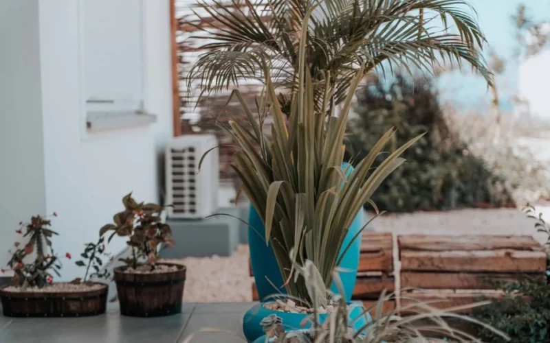 Stylish outdoor patio featuring various potted plants and a prominent palm in a blue pot.