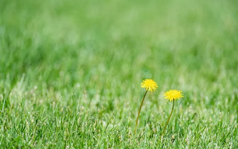 Two vibrant yellow dandelions blooming on a lush green lawn.