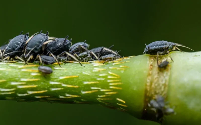 Macro shot of a group of aphids on a plant stem, showing detailed texture and natural setting.