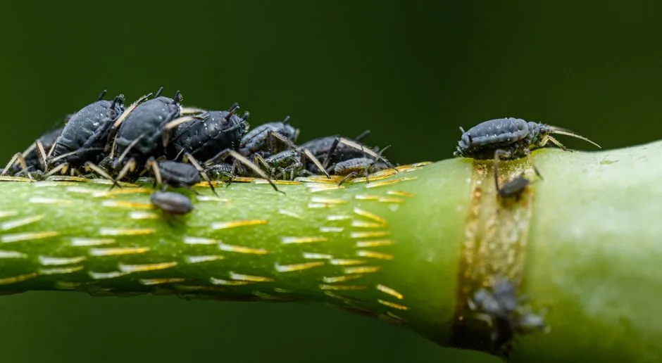 Jak Skutecznie Zwalczać Mszyce w Ogrodzie - 7 Domowych i Naturalnych Sposobów