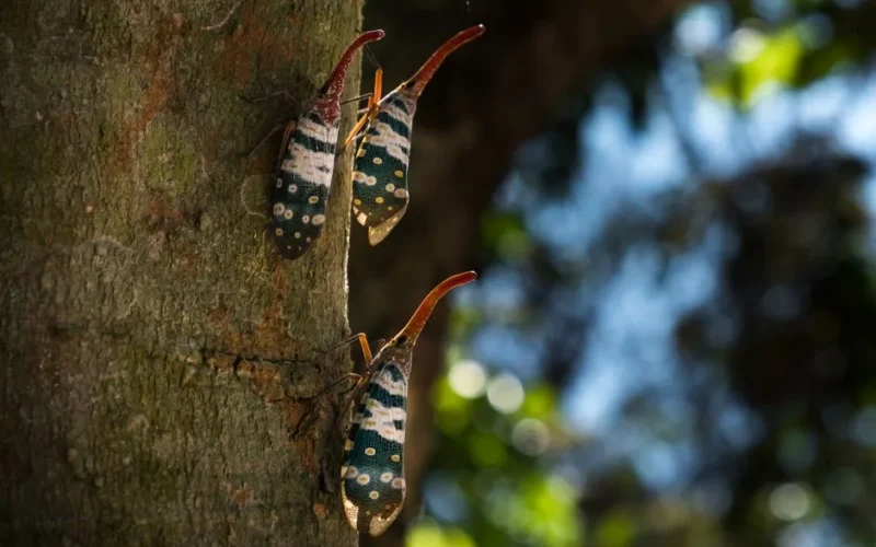 Detailed image of vibrant lanternflies climbing a tree in daylight.