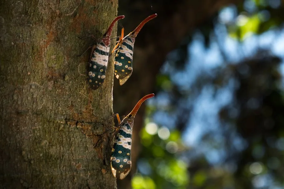 Jak stosować klej entomologiczny? Kompletny poradnik krok po kroku