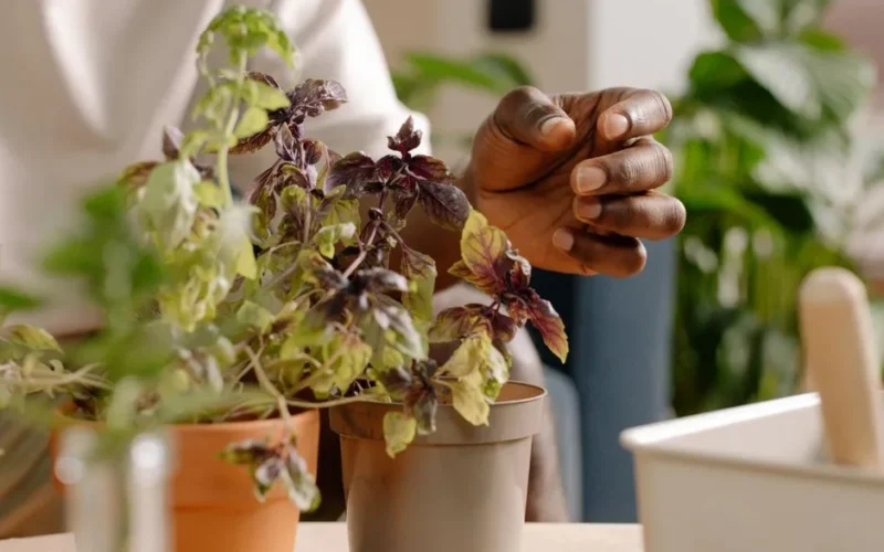 A close-up image of a hand tending to potted basil plants on a table indoors.