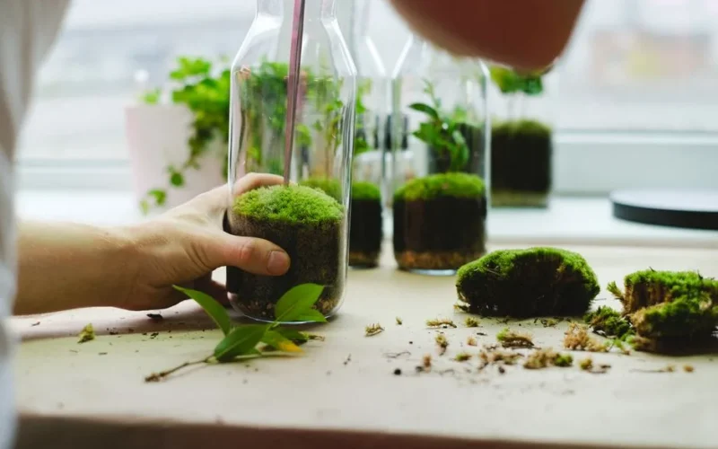 Hands crafting mini moss terrariums in glass bottles with lush greenery.
