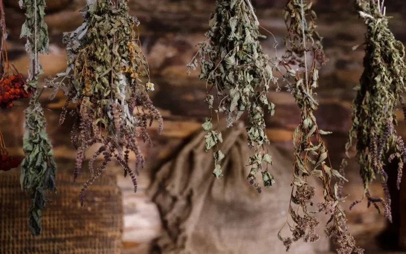 A rustic scene featuring a variety of dried herbs hanging indoors, showcasing natural textures.