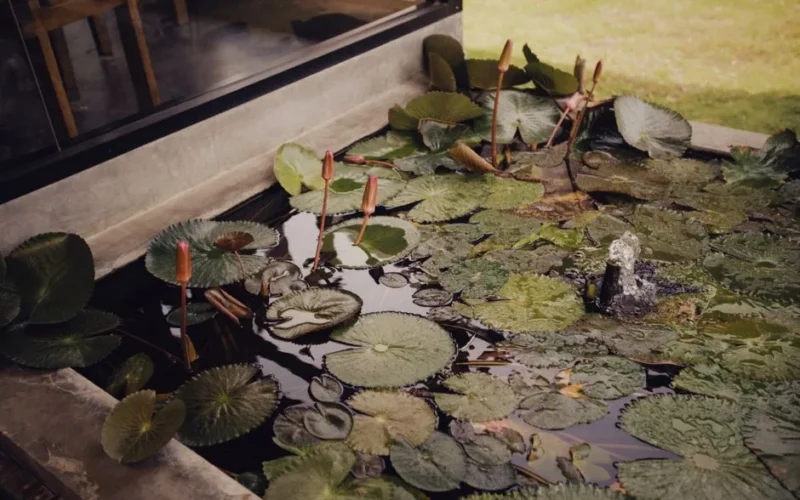 A tranquil pond filled with lily pads and a gentle water fountain, ideal for relaxation scenes.