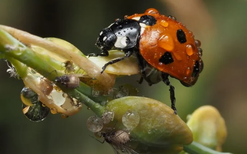 Close-up of a ladybug and aphids on a wet leaf, showcasing nature's detail in macro photography.
