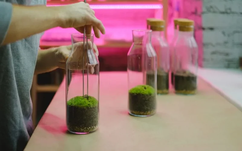 Person arranging moss in glass bottles for a DIY terrarium project indoors.
