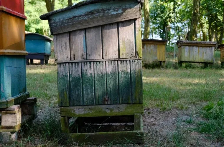 Colorful, weathered wooden beehives in a serene forest setting during daytime.