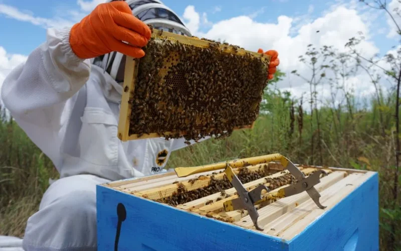 Beekeeper examining a honeycomb during daytime on a farm in Royse City, TX.
