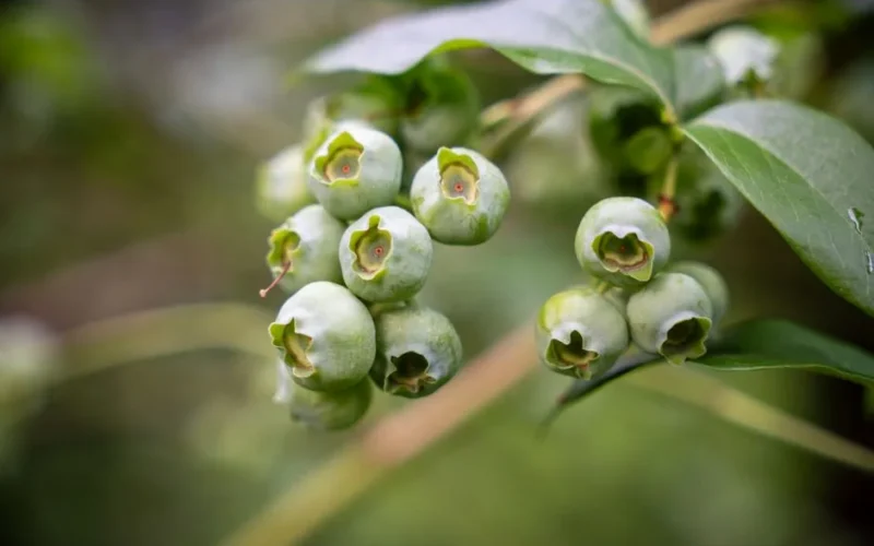 Detailed shot of unripe blueberries on a bush with lush green leaves in focus.