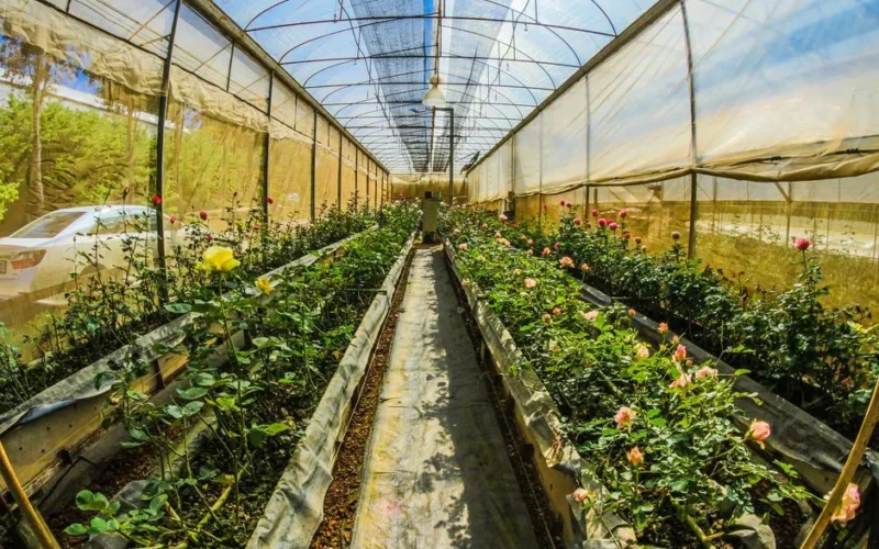 A vibrant greenhouse filled with blossoming roses under sunlight, depicting organic growth.