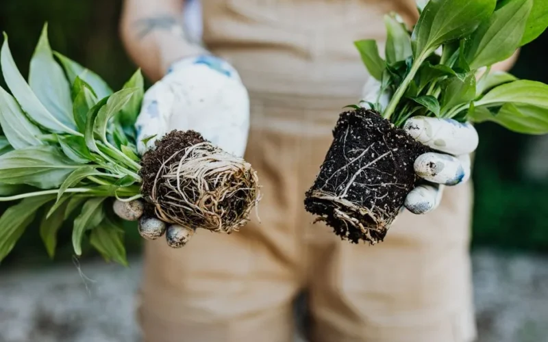 A gardener's hands holding green plants with exposed roots, ready for planting.