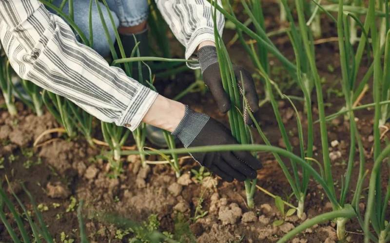 Close-up of a gardener planting green onions in a farm setting, showcasing hands in gloves tending the soil.
