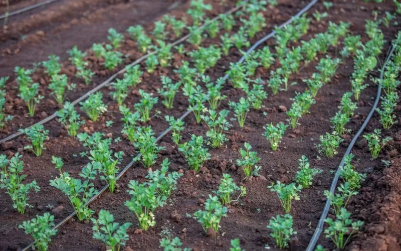Young vegetable plants growing with drip irrigation system in a fertile field.