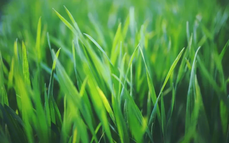 Close-up of fresh green grass blades with natural sunlight highlighting the growth.