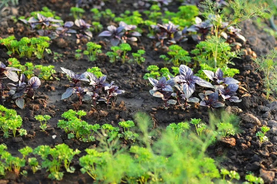 10 Roślin, Które Odstraszą Kleszcze i Meszki - Naturalna Ochrona Ogrodu