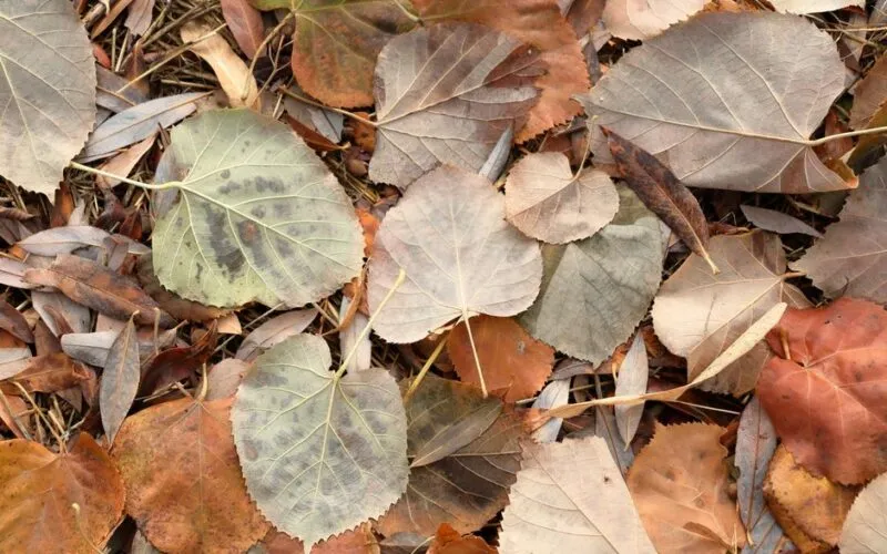 Slow Life w Rytmie Pór Roku: 7 Sezonowych Dekoracji i Rytuałów, Które Połączą Cię z Naturą