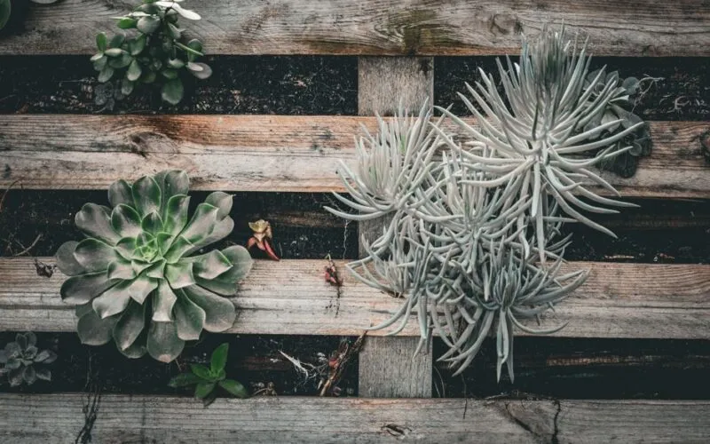 Jak zbudować ogród wertykalny z palet w 5 krokach? Kompletny poradnik DIY