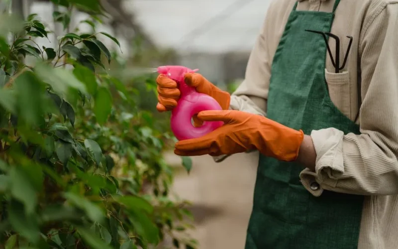 A gardener wearing gloves spraying plants inside a greenhouse.