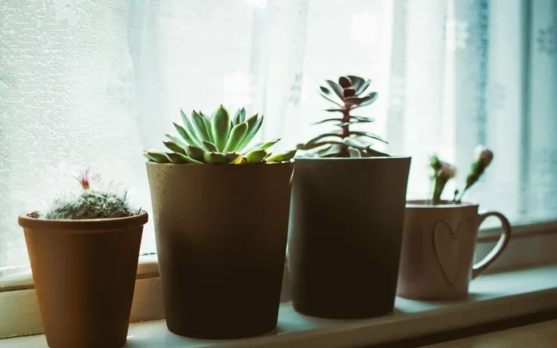 Serene indoor arrangement of succulents and cacti in pots on a windowsill, perfect for interior decor inspiration.