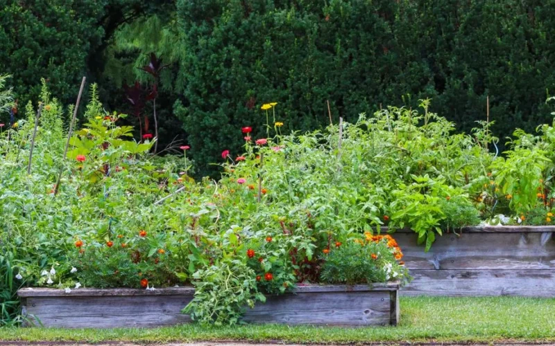 Vibrant raised garden beds filled with diverse plants and flowers in lush greenery.
