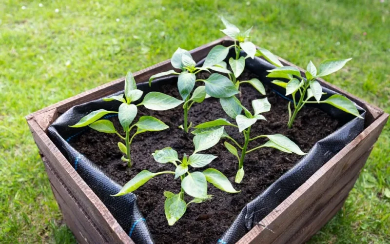 Fresh green pepper plants planted in a wooden box, thriving in rich soil, outdoors.
